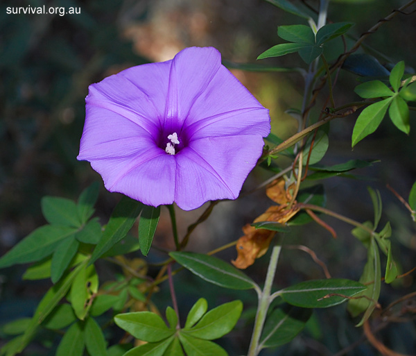 Ipomoea cairica - Coastal Morning Glory - Edible Weeds and Bush Tucker Plant Foods