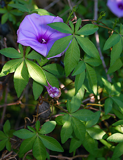 Edible Weeds - Ipomoea cairica - Coastal Morning Glory