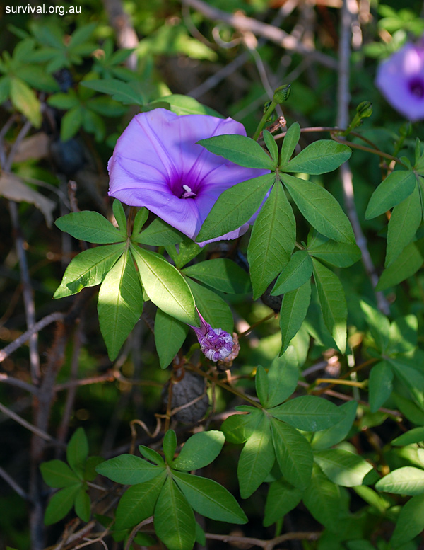 Ipomoea cairica - Coastal Morning Glory - Edible Weeds and Bush Tucker Plant Foods
