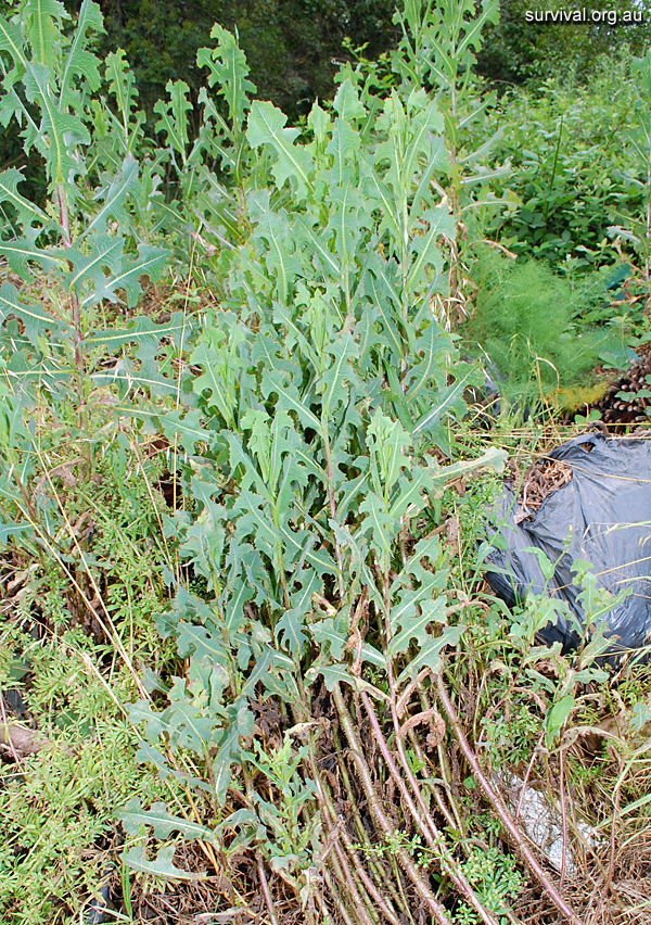 Lactuca serriola - Prickly Lettuce - Edible Weeds and Bush Tucker Plant Foods