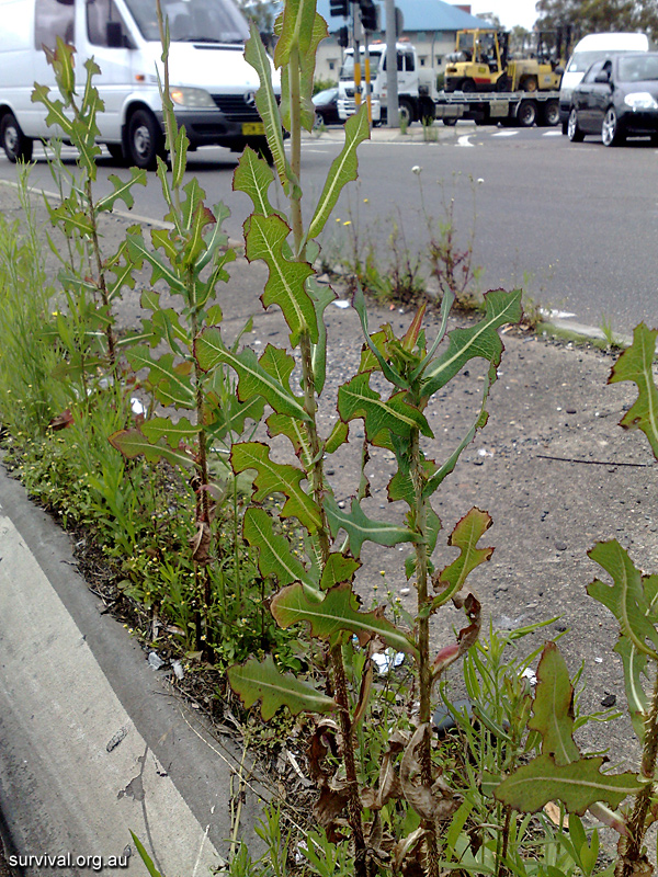 Lactuca serriola - Prickly Lettuce - Edible Weeds and Bush Tucker Plant Foods
