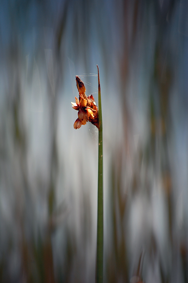 Lepironia articulata - Grey Sedge