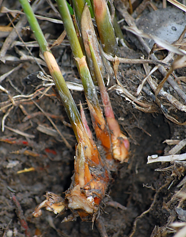 Lepironia articulata - Grey Sedge
