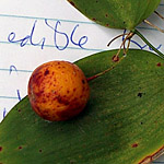 Bush Tucker Plant Foods - Fruits