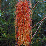 Bush Tucker Plant Foods - Nectar