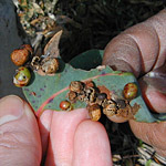 Bush Tucker Plant Foods - Others
