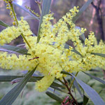 Bush Tucker Plant Foods - Seeds