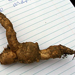 Bush Tucker Plant Foods - Tubers