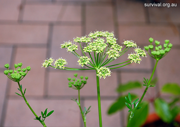 Petroselinum crispum - Wild Parsley - Edible Weeds and Bush Tucker Plant Foods