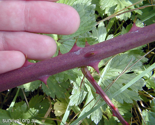 Rubus Fruticosus - Blackberry Bramble - Edible Weeds and Bush Tucker Plant Foods
