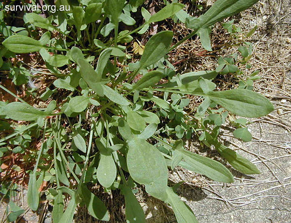 Rumex acetosella - Sheep Sorrel - Bush Tucker Plant Foods