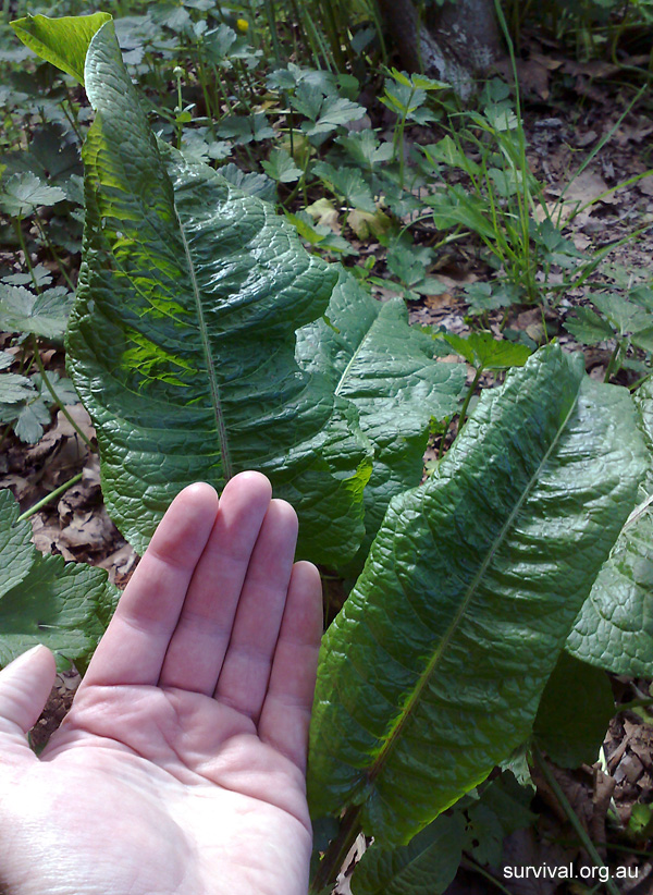 Rumex obtusifolius - Broad-leaf Dock Rumex obtusifolius - Broad-leaf Dock