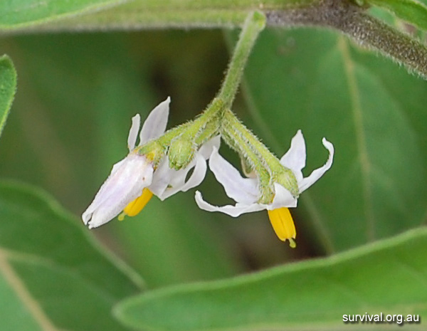 Solanum Chenopodioides - Whitetip Nightshade - Edible Weeds and Bush Tucker Plant Foods