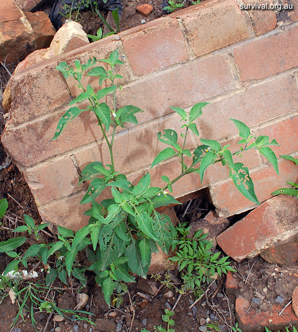Solanum Chenopodioides - Whitetip Nightshade - Edible Weeds and Bush Tucker Plant Foods