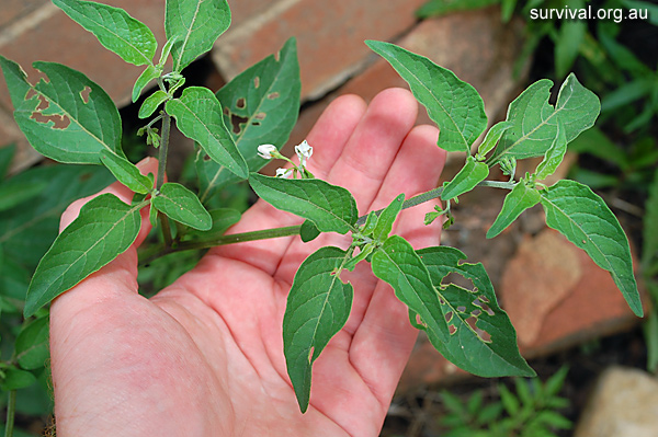 Solanum Chenopodioides - Whitetip Nightshade - Edible Weeds and Bush Tucker Plant Foods