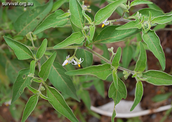 Solanum Chenopodioides - Whitetip Nightshade - Edible Weeds and Bush Tucker Plant Foods