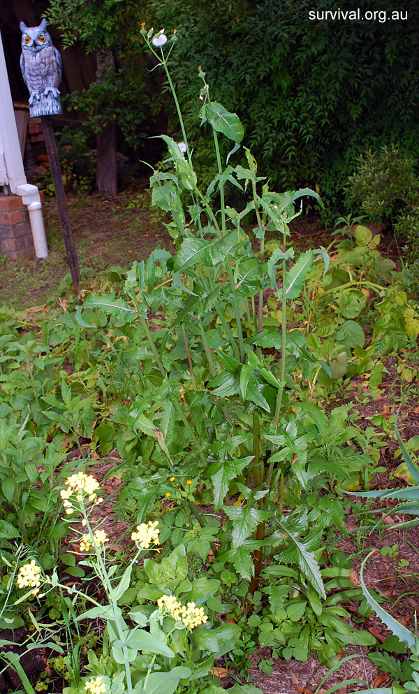 Sonchus asper - Prickly Sowthistle - Bush Tucker Plant Foods Sonchus asper - Prickly Sowthistle - Bush Tucker Plant Foods