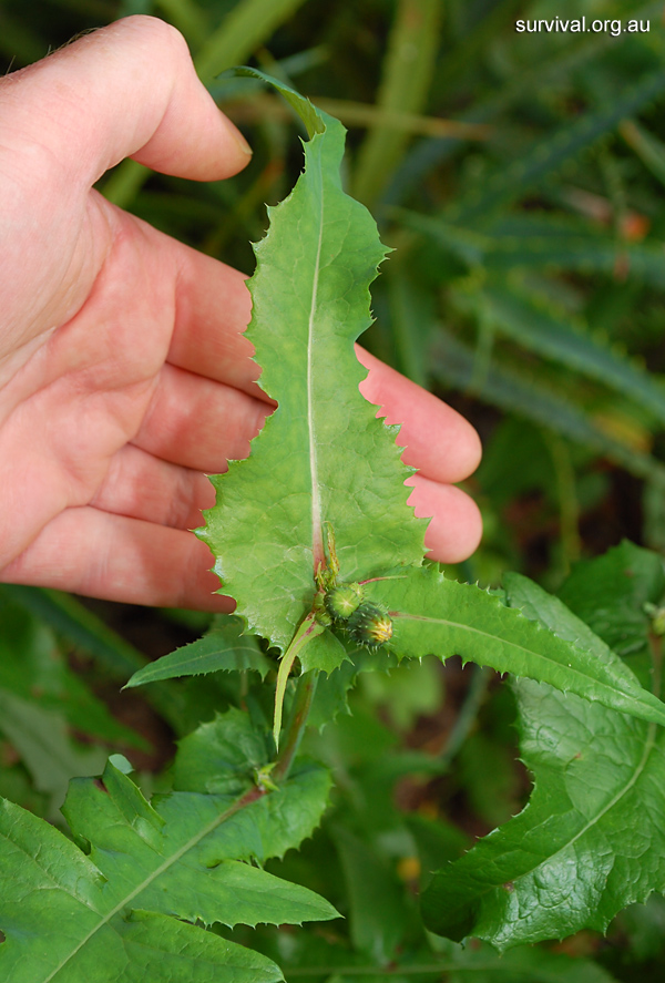 Sonchus asper - Prickly Sowthistle - Bush Tucker Plant Foods Sonchus asper - Prickly Sowthistle - Bush Tucker Plant Foods