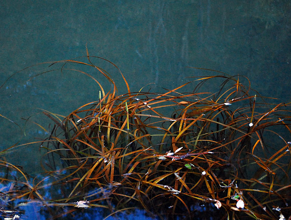 Triglochin - Water Ribbons - Leaves