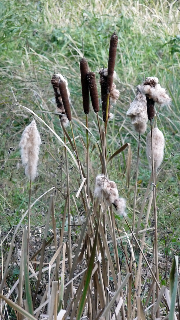Typha - Bulrush / Cattails