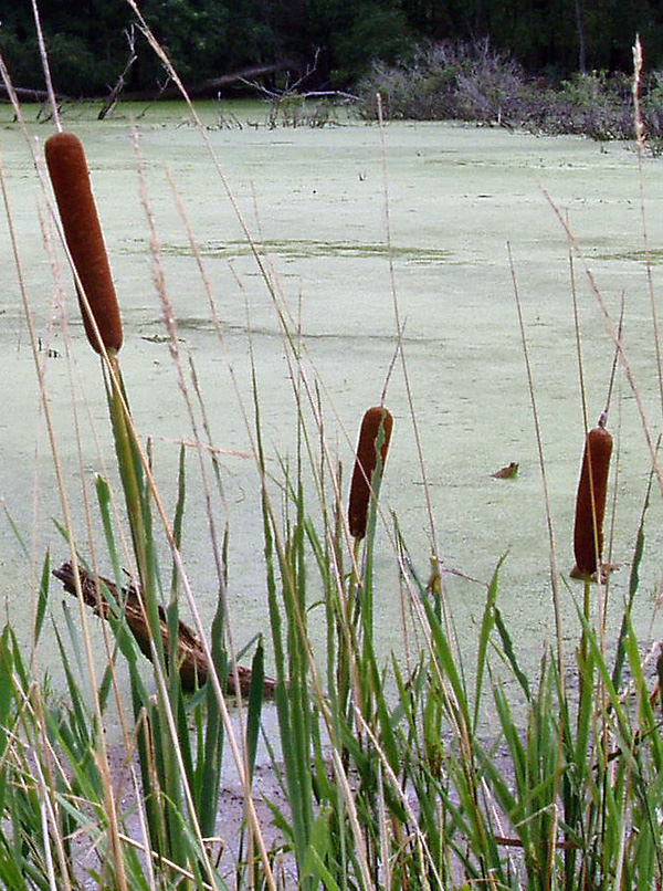 Typha - Bulrush / Cattails