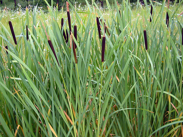 Typha latifolia - Bulrush / Cattails