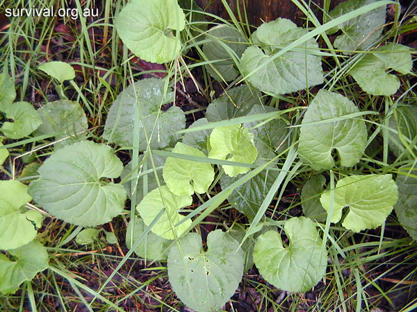 Viola odorata - Sweet Violet - Edible Weeds and Bush Tucker Plant Foods Viola odorata - Sweet Violet - Edible Weeds and Bush Tucker Plant Foods