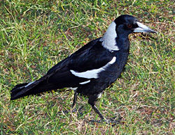 Bird Identification of Australian Birds - Sydney and Blue Mountains Bird Species - Australian Magpie - Gymnorhina tibicen