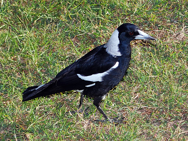 Australian Magpie - Gymnorhina tibicen Australian Magpie - Gymnorhina tibicen