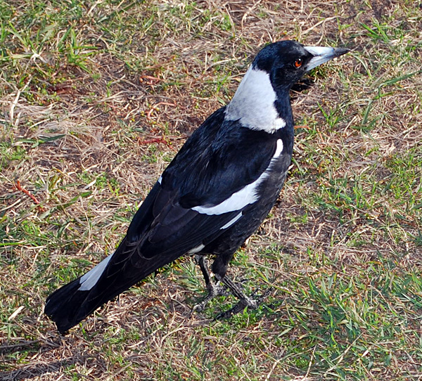 Australian Magpie - Gymnorhina tibicen Australian Magpie - Gymnorhina tibicen