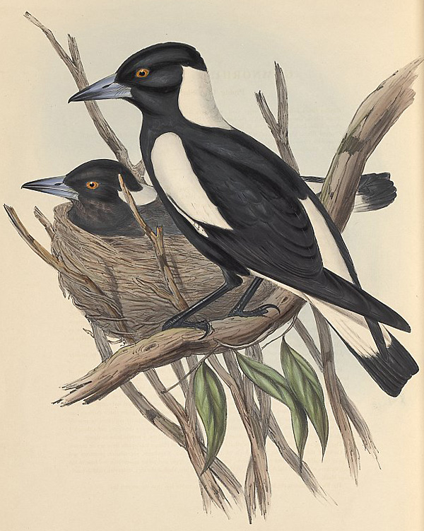 Australian Magpie - Gymnorhina tibicen Australian Magpie - Gymnorhina tibicen