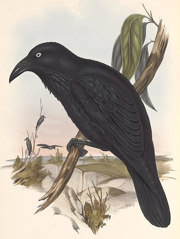 Australian Bird Quiz, Question 2 - Can you identify this bird?