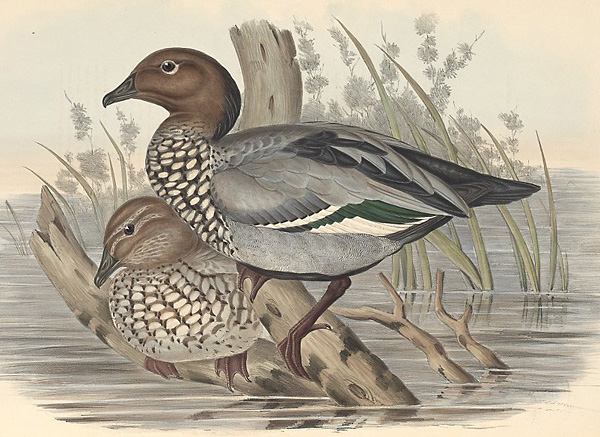 Australian Wood Duck - Maned Duck - Chenonetta jubata Australian Wood Duck - Maned Duck - Chenonetta jubata