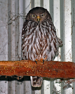 Bird Identification of Australian Birds - Sydney and Blue Mountains Bird Species - Barking Owl - Ninox connivens