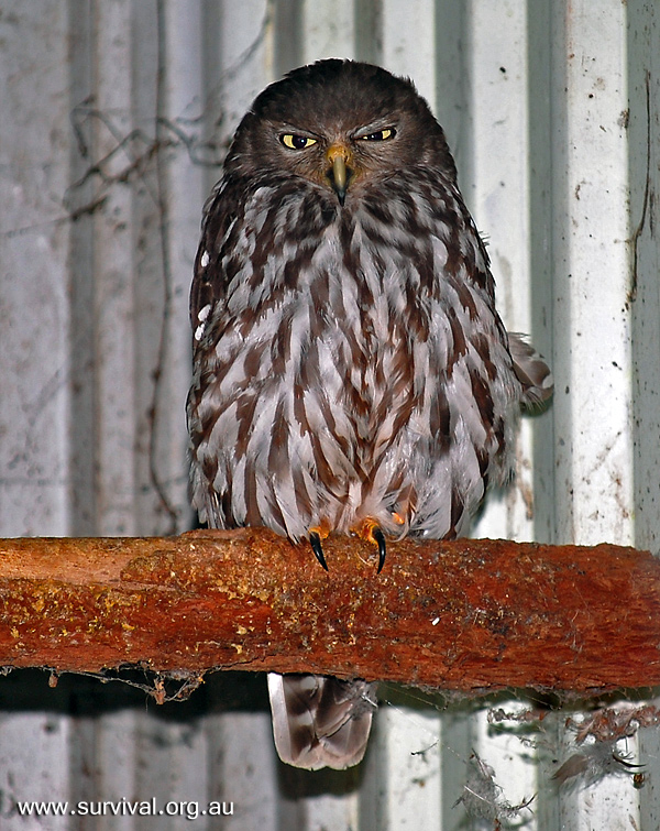 Barking Owl - Ninox connivens Barking Owl - Ninox connivens