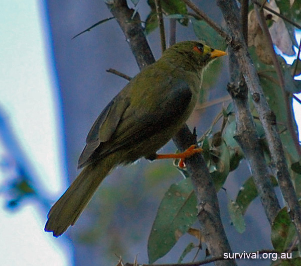 Bell Miner - Bellbird - Bell Bird - Manorina melanophrys