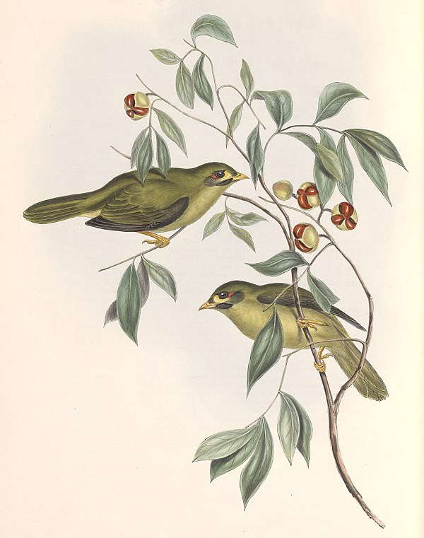 Bell Miner - Bellbird - Bell Bird - Manorina melanophrys
