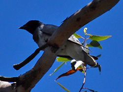 Bird Identification of Australian Birds - Sydney and Blue Mountains Bird Species - Black-faced Cuckoo-shrike - Coracina novaehollandiae