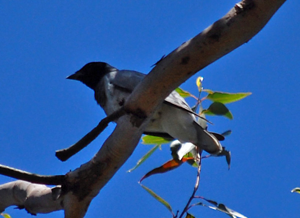 Black-faced Cuckoo-shrike - Coracina novaehollandiae Black-faced Cuckoo-shrike - Coracina novaehollandiae