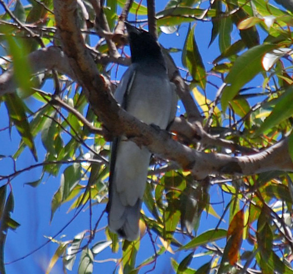 Black-faced Cuckoo-shrike - Coracina novaehollandiae Black-faced Cuckoo-shrike - Coracina novaehollandiae