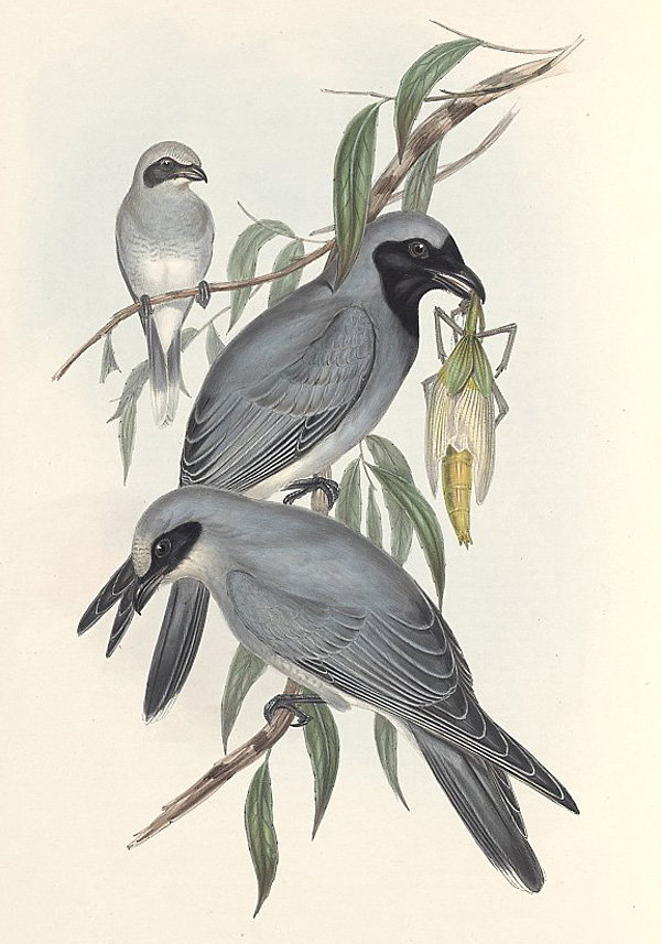 Black-faced Cuckoo-shrike - Coracina novaehollandiae Black-faced Cuckoo-shrike - Coracina novaehollandiae