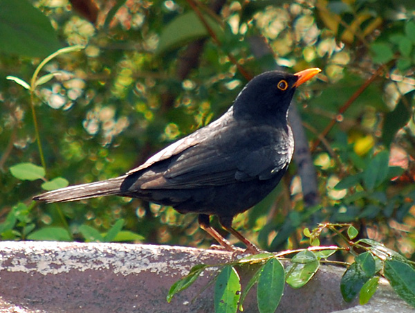 Common Blackbird - Turdus merula