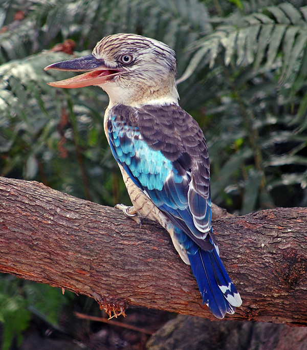 Blue-winged Kookaburra - Dacelo leachii Blue-winged Kookaburra - Dacelo leachii