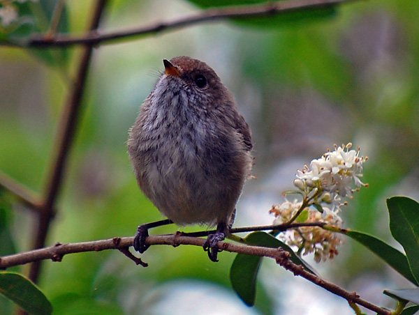 Brown Thornbill - Acanthiza pusilla Brown Thornbill - Acanthiza pusilla