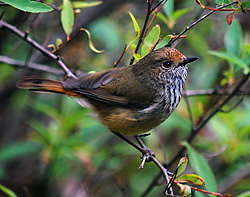 Bird Identification of Australian Birds - Sydney and Blue Mountains Bird Species - Brown Thornbill - Acanthiza pusilla