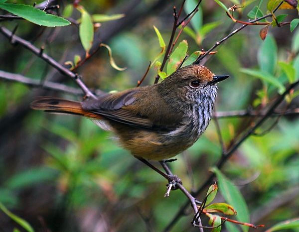 Brown Thornbill - Acanthiza pusilla Brown Thornbill - Acanthiza pusilla