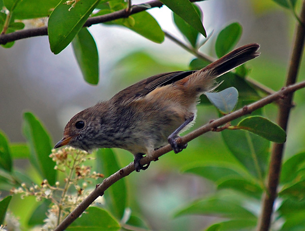 Brown Thornbill - Acanthiza pusilla Brown Thornbill - Acanthiza pusilla