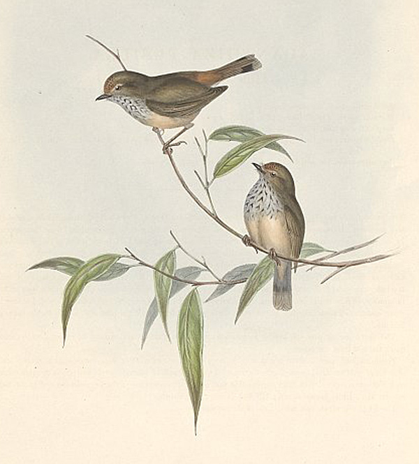 Brown Thornbill - Acanthiza pusilla Brown Thornbill - Acanthiza pusilla