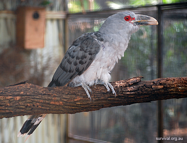 Channel-billed Cuckoo - Scythrops novaehollandiae