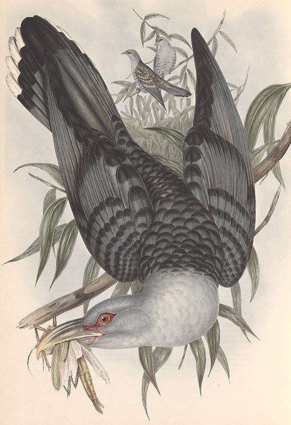 Channel-billed Cuckoo - Scythrops novaehollandiae